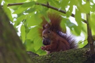 Squirrel (Sciurus vulgaris), wildlife, Germany