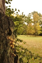 Autumn time, mushrooms in the forest, October, Germany