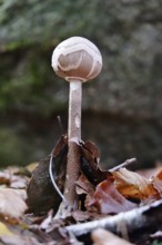 Autumn time, mushroom in the forest, October, Germany