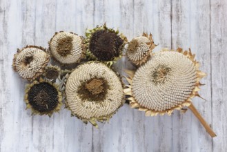 Autumn still life with sunflowers, October, Germany