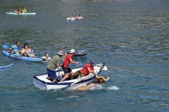 A bull is brought ashore by boat, Bous a la Mar, in English bulls in the sea, bullfighting, Javea