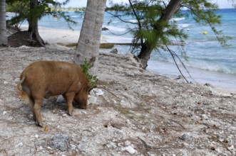 Pig, wild boar on Rangiroa beach in the South Pacific, Tahiti, French Polynesia