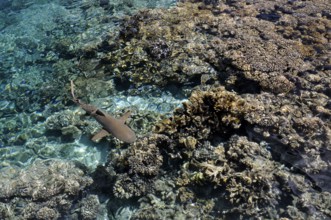 Blacktip reef shark over the corals of Fakarava, South Seas, Tahiti, French Polynesia
