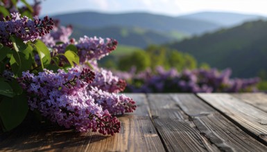 Beautiful Spring Lilacs Bloom Over Wooden Table with Rolling Hills in Background, sunrise at
