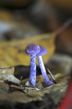 Purple lacquer funnel (Laccaria amethystina) in the forest, autumn time, October, Saxony, Germany