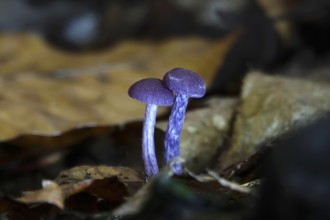 Purple lacquer funnel (Laccaria amethystina) in the forest, autumn time, October, Saxony, Germany