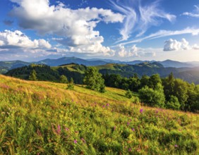 Fresh summer hilly Landscape with blooming Meadow, green plants, Blue Sky with cloudy sky, serene