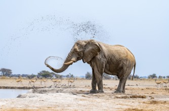 African elephant (Loxodonta africana), adult male, splashes water at the waterhole, Nxai Pan