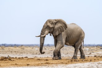 African elephant (Loxodonta africana), adult male, Nxai Pan National Park, Botswana