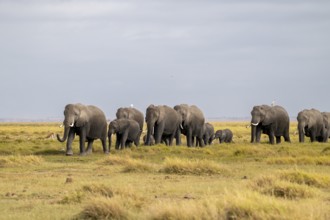 African elephant (Loxodonta africana) large herd with young animals and herons (Bubulcus ibis), in
