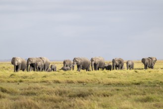 African elephant (Loxodonta africana) large herd with young animals, in morning light, Amboseli