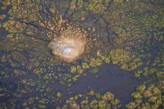 Freshwater marshland, swamp landscape with small island with termite hill, aerial view, Okavango