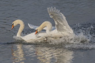 Swan chases rivals across a calm body of water. One of the swans squirts and brings life to the