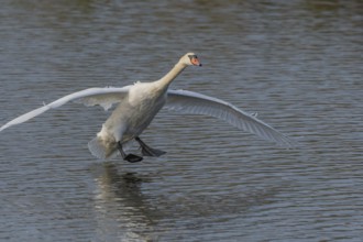 Majestic Swan Runs on Water on a Calm Water Surface The sun's rays illuminate the scene and create