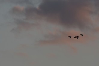 Birds fly in groups in the sky, which is painted in warm colors at sunset. Red and purple clouds