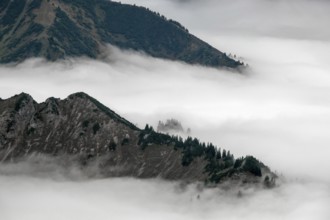 Ridge with conifers sticking out of fog, Allgäu Alps, near Oberstdorf, Oberallgäu, Allgäu, Bavaria,