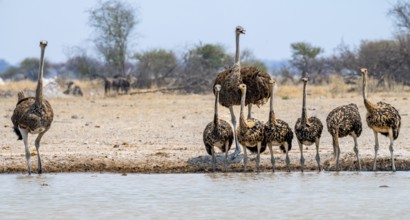 African ostrich (Struthio camelus), mother and six juvenile young animals, animal family, group