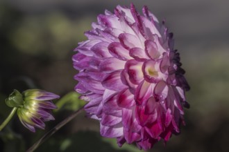 Dahlia (Dahlia), Emsland, Lower Saxony, Germany