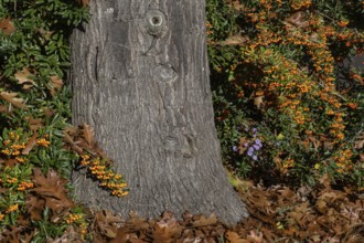 Firethorn (Pyracantha), fruits, Emsland, Lower Saxony, Germany