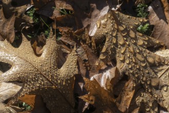 Dew drops on the leaf of a red oak (Quercus rubra), Emsland, Lower Saxony, Germany