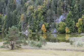 Autumn atmosphere, autumn-colored trees on Obersee, Füssen, Allgäu, Bavaria, Germany
