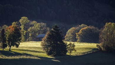 Atmospheric landscape with meadow and trees, near Hinang, Illertal, Oberallgäu, Allgäu, Bavaria,