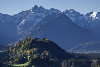 Group of trees with cattle, snow-covered mountains of the Allgäu Alps, near Schöllang, Oberallgäu,