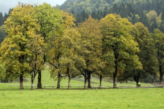 Autumn atmosphere, tree hall with autumn-colored trees, near Oberstdorf, Oberallgäu, Allgäu,