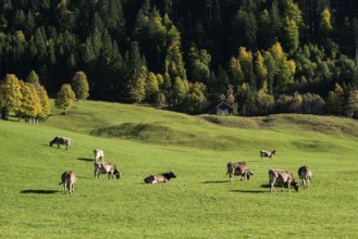 Cattle on pasture, autumn-colored trees in the back, Oberallgäu, Allgäu, Bavaria, Germany