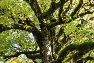 Sycamore tree in autumn colors, Hochleite, near Schwand, Oberstdorf, Oberallgäu, Allgäu, Bavaria,