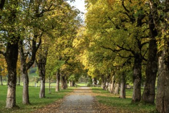 Autumn atmosphere, avenue with autumn-colored sycamore trees, near Renksteg, Oberstdorf,