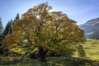 Sycamore tree in autumn colors, backlight, Hochleite, near Schwand, Oberstdorf, Oberallgäu, Allgäu,