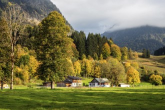 Autumn atmosphere, autumn-colored trees with agricultural estate, Oberstdorf, Oberallgäu, Allgäu,