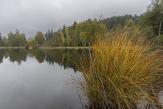 Pond rushes (Schönoplectus lacustris) in autumn colors, autumn at the moor pond near Oberstdorf,