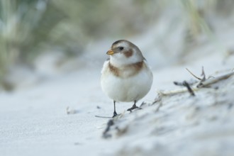 Snow bunting (Plectrophenax nivalis) adult bird on a beach in winter, England, United Kingdom