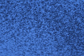 Eurasian starling (Sturnus vulgaris) adult birds flying in a flock in a murmuration at sunset in