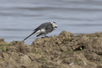 Pied wagtail (Motacilla alba) adult bird on the edge of a lake, England, United Kingdom