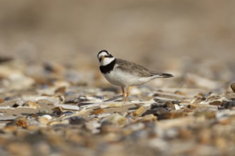 Ringed plover (Charadrius hiaticula) adult wading bird on a coastal shingle beach, England, United