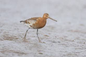 Black tailed godwit (Limosa limosa) adult male wading bird in summer plumage on a coastal mudflat,
