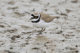 Little ringed plover (Charadrius dubius) adult wading bird on a coastal mudflat, England, United
