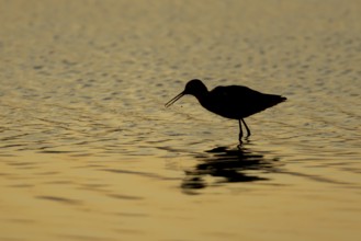 Spotted redshank (Tringa erythropus) silhouette of an adult wading bird feeding in a shallow lagoon