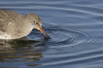 Common redshank (Tringa totanus) adult wading bird feeding in a shallow coastal lagoon, England,