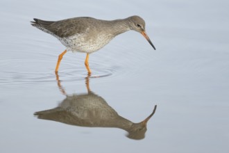 Common redshank (Tringa totanus) adult wading bird in a shallow coastal lagoon, England, United