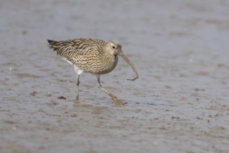 Eurasian curlew (Numenius arquata) adult wading bird on a coastal mudflat with a worm in its beak,