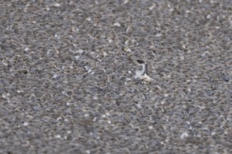 Red Knot (Calidris canutus) adult wading birds at high tide on a coastal shingle ridge, RSPB