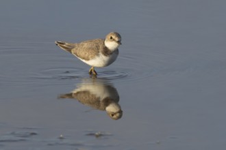 Little ringed plover (Charadrius dubius) adult wading bird in a shallow coastal lagoon, England,