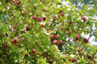 Apple tree with ripe apples, September, Germany