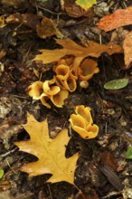 Beecherlinge in the forest, autumn time, Germany