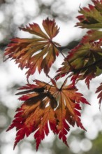 Adenhut leaf maple (Acer japonicum aconitifolium), autumn leaves, Emsland, Lower Saxony, Germany
