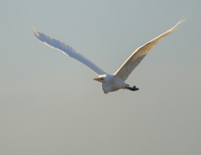 Great egret (Ardea alba) in flight, in warm, orange morning light, Lower Saxony, Germany